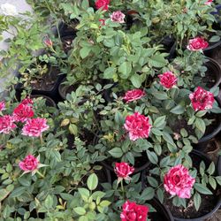Hardy Miniature Rose Bushes, $20 Each Or 3 For $50
