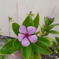 All Year Around Blooming Huge Plant In Weeki Wachee Spring Hill