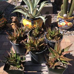 Aloe  “BLACK GEM”  Succulent Plants 