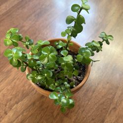 Portulacaria Afra / Elephant Bush Plant