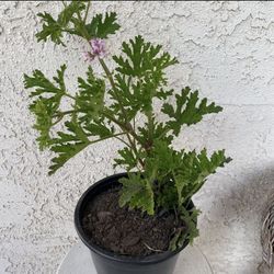 1.5 Gallon Pot Mosquito Repellent Citronella Plant - Beautiful Purple Flowers 🌸 - Drought Resistant - Fresh Smell - Rooted & Established  
