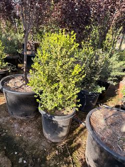 Japanese boxwood  shrubs15 gallons