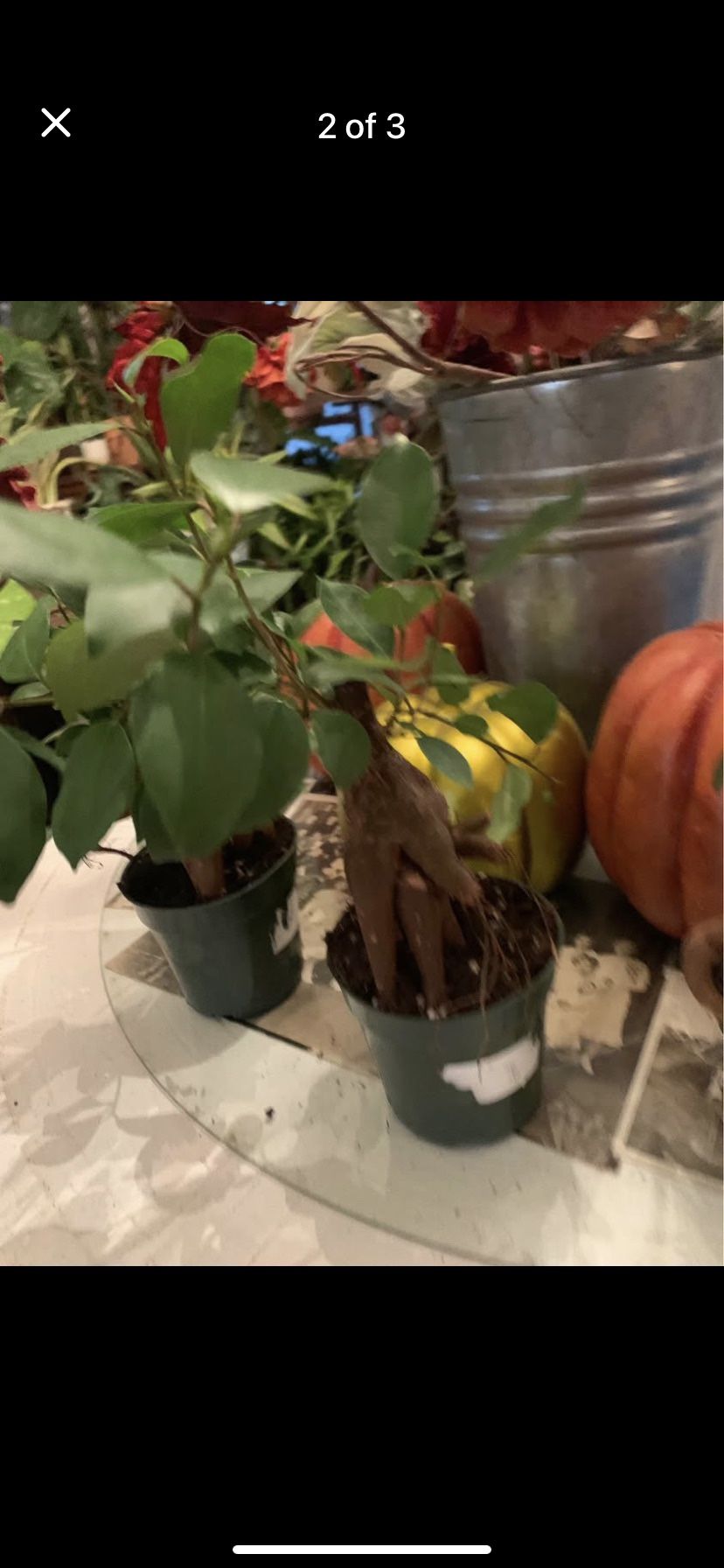 Gensing Ficus Bonsai Tree Plants!! $20 Each!!