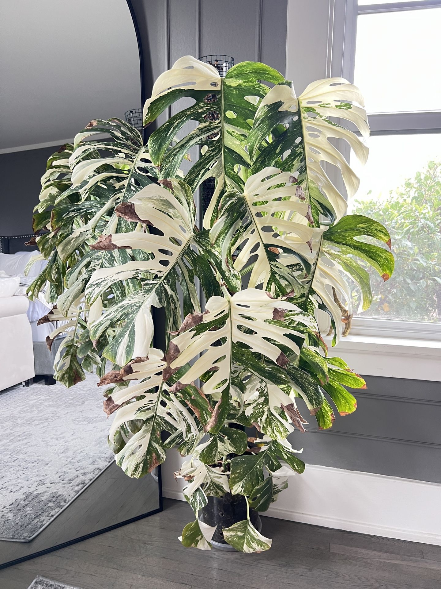 5ft Tall Monstera Albo Highly Variegated