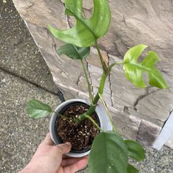 Rhaphidophora Tetrasperma Comes With Ceramic Pot
