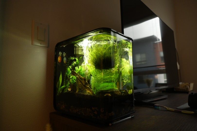 4 Gallon Aquarium Set