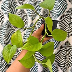 Neon pothos