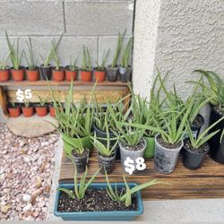 Aloe Vera Plant 🪴 