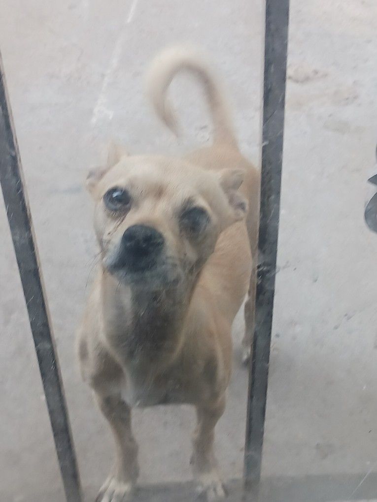 Light brown/Tan Male Chihuahua in Need of a Good Home!
