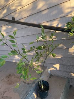 Fraxinus ornus L or Manna ash tree