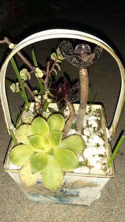 Succulent natural plants.