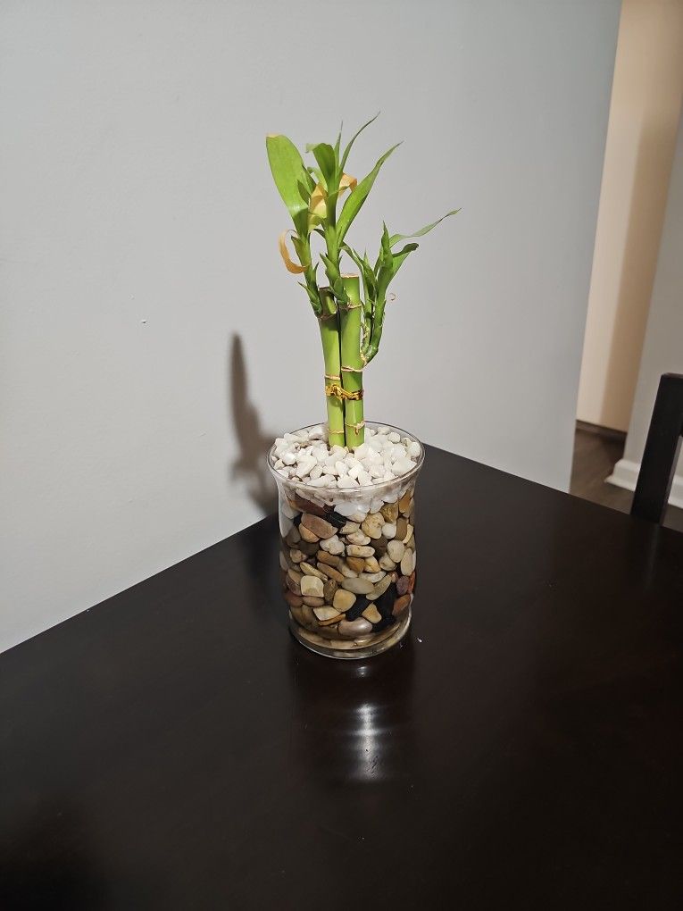 Bamboo Lucky Plant
