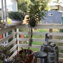 Mother of thousands