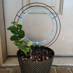 Hoya Chelsea In Circle Trellis House Plant 