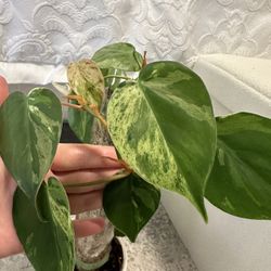 Variegated Heartleaf Philodendron 