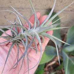 5 Cute Air Plants,