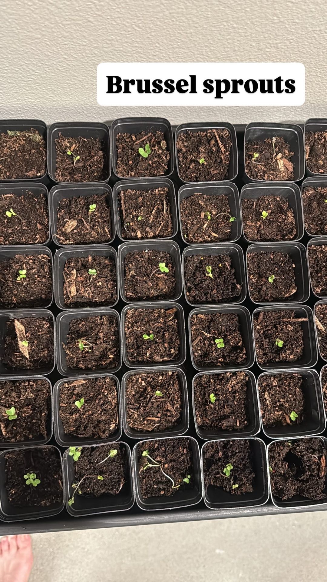 Brussel Sprout Seedlings With Cup 3 Each