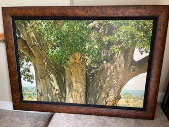 Thomas Mangelsen Large Framed Nature Prints