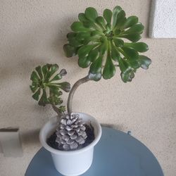Beautiful Aeonium Succulent 