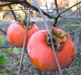 Grafted Dwarf giant fuyu persimmon trees 😃🌿🌿🌿
