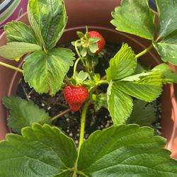 Strawberry Plants 