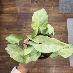 White Butterfly Syngonium