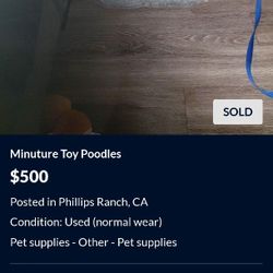 Minuture Toy Poodles