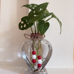 Heart Glass Vase with Swiss Cheese (Monstera Adansonii)  Rooted Cutting