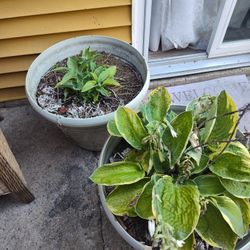 2  Free Plants And 2 Free Containers