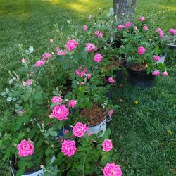 Rosas Color Rosa