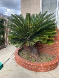 Sago Palm