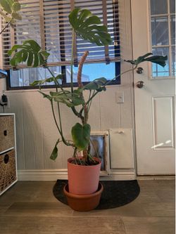 Monstera (and free assorted cuttings)