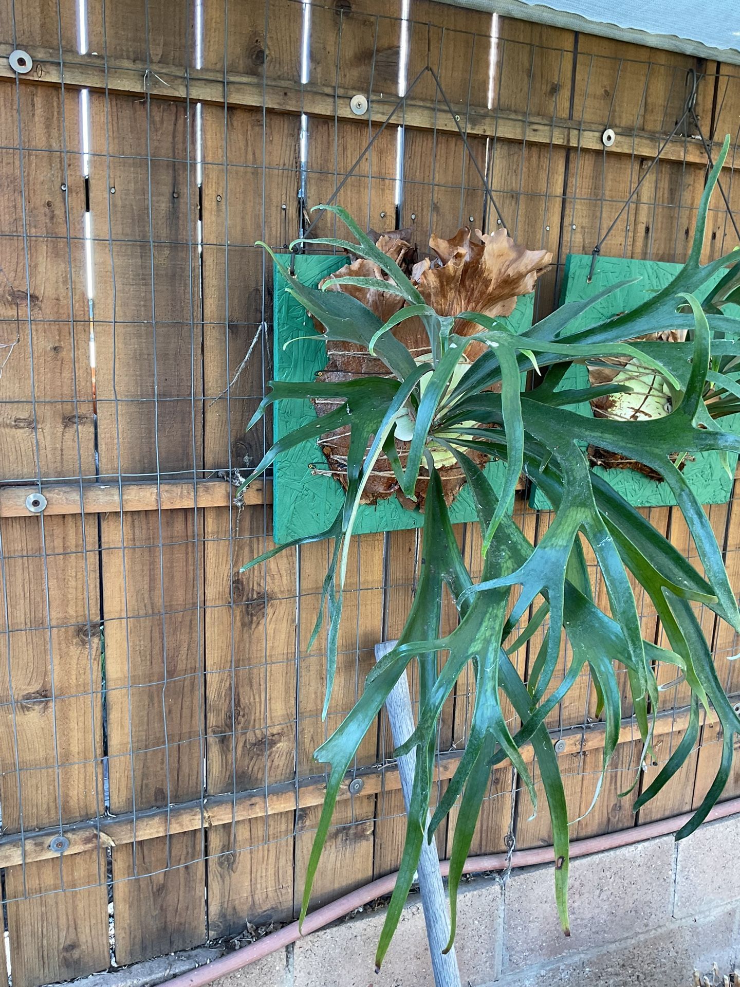 Stag Horn Fern plant