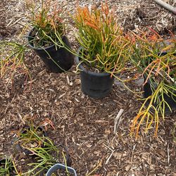 Firestick succulent plants