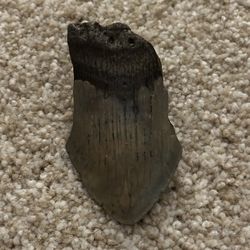 Great White Shark Tooth Fossil