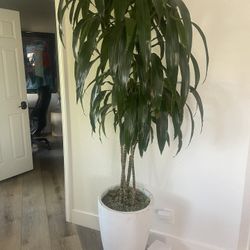 Large house plants with pots