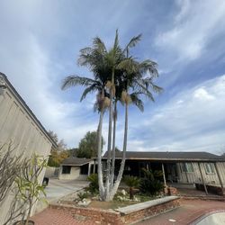 Large King Palm 4 Trunks