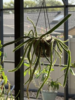 PITAYA DE TORTUGA/ DOGSTAIL PLANTS 🌱 