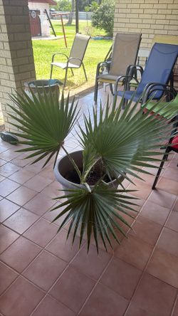 Mexican Fan Palm