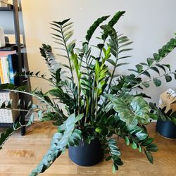 Zz Plant