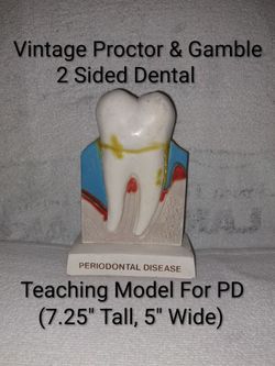 Vintage Proctor & Gamble 2 Sided Dental Teaching Model For PD