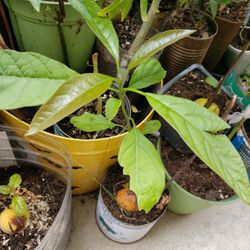 AVOCADOS 🥑 TREES 🌳