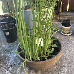 Green Onions, Cilantro And Petunia In A Large Ceramic Pot