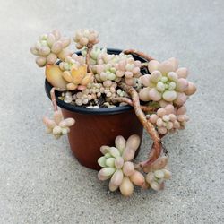 Succulents plants 🪴 