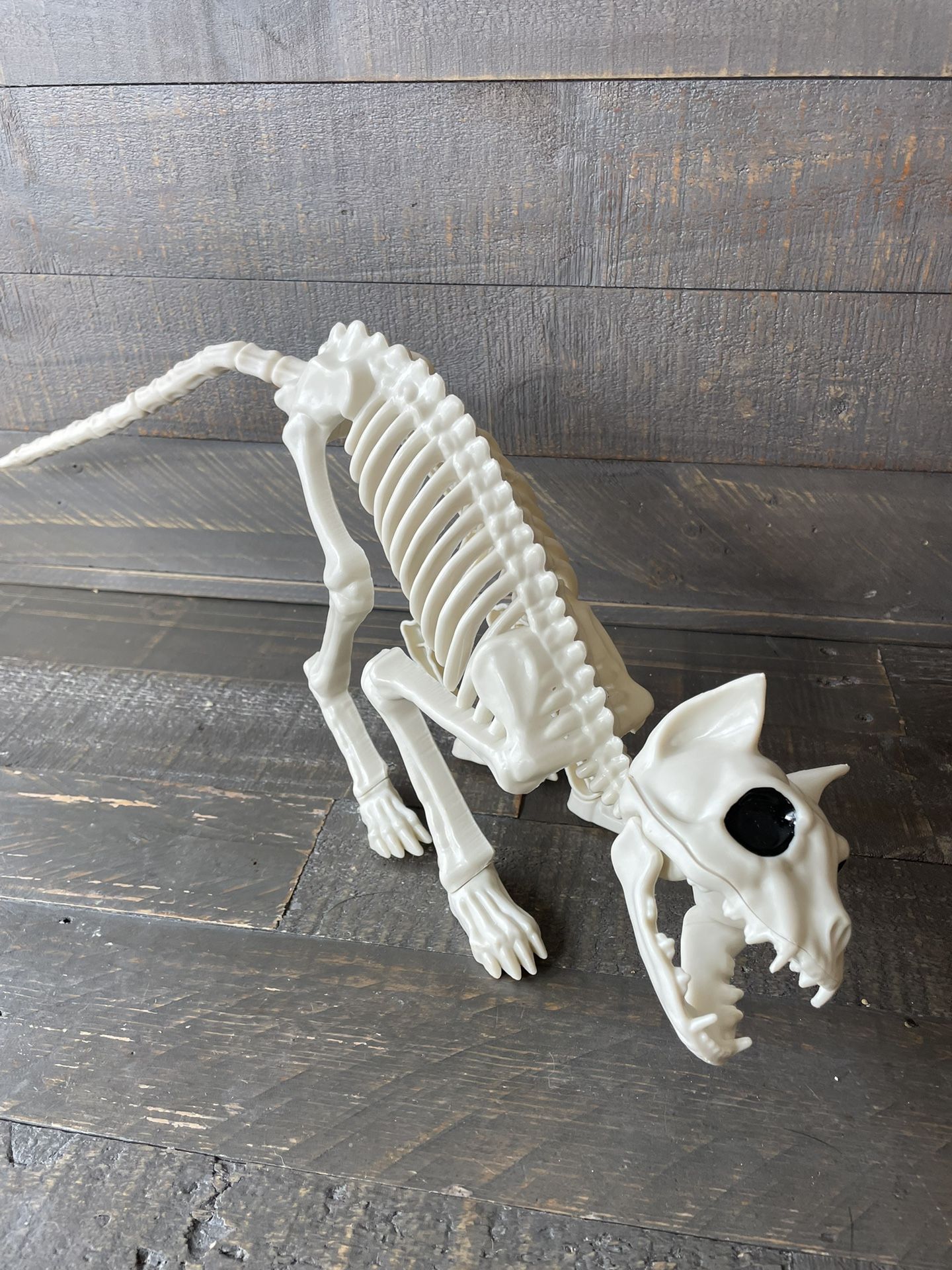 NEW - Cat Skeleton with moving jaws, rotating head and moving tail - faux