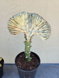 Mermaid tail cactus
