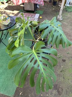 Monstera Plant