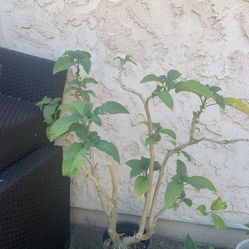 Angels Trumpet (Trompeta De Angel)