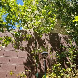 Guava tree /White 