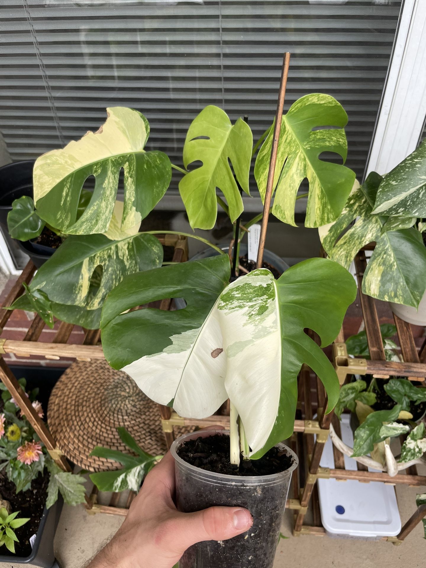 Monstera Albo Half moon